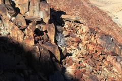 Commiphora namaensis