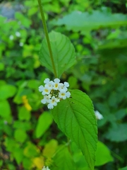 Lantana canescens