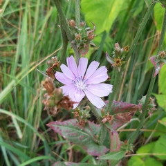 Cichorium intybus
