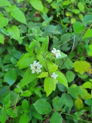 Lantana canescens