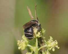 Pseudapis diversipes