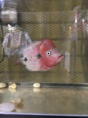 Amphilophus labiatus × cichlasoma trimaculatum