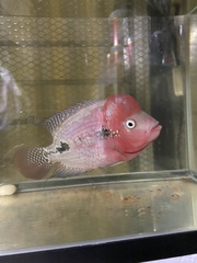 Amphilophus labiatus × cichlasoma trimaculatum