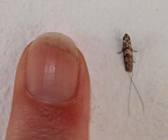 Ceromitia punctulata