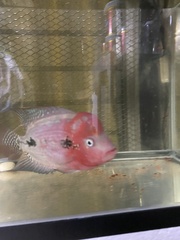 Amphilophus labiatus × cichlasoma trimaculatum