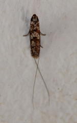 Ceromitia punctulata