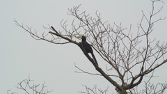Anthracoceros malayanus