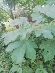 Acer pseudoplatanus