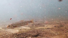 Pseudochondrostoma willkommii