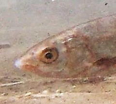 Pseudochondrostoma willkommii