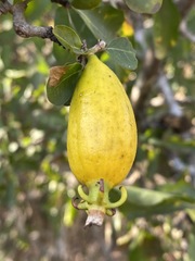 Gardenia cornuta image