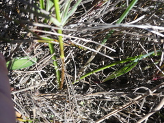 Pauridia canaliculata