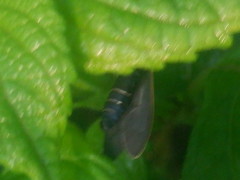 Cisseps fulvicollis