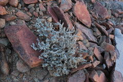 Wellstedia dinteri dinteri