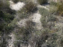 Pauridia canaliculata