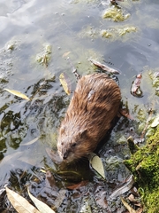 Ondatra zibethicus