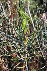 Euryops wageneri