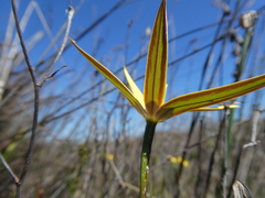 Pauridia canaliculata