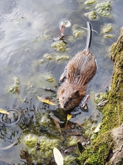Ondatra zibethicus