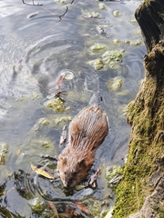 Ondatra zibethicus