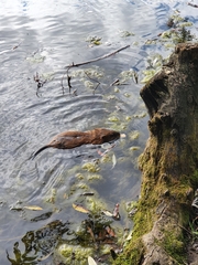 Ondatra zibethicus