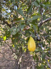 Gardenia cornuta image