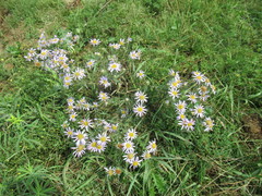 Aster biennis