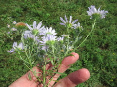 Aster biennis