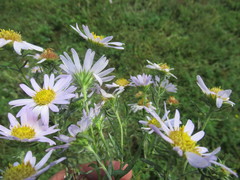 Aster biennis
