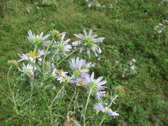Aster biennis