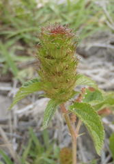 Acalypha peduncularis
