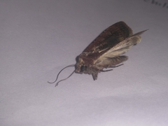 Lepidoptera
