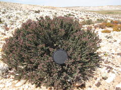 Frankenia fruticosa