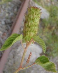 Acalypha peduncularis