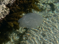 Rhizostomatidae