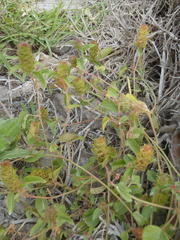 Acalypha peduncularis