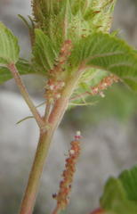 Acalypha peduncularis