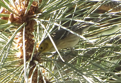 Setophaga townsendi × occidentalis