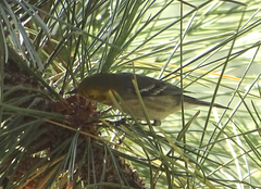 Setophaga townsendi × occidentalis