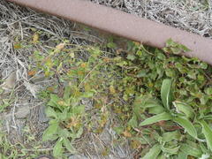 Acalypha peduncularis