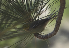 Setophaga townsendi × occidentalis