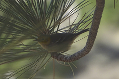 Setophaga townsendi × occidentalis