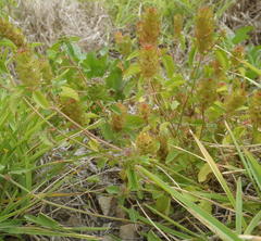 Acalypha peduncularis
