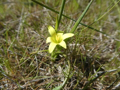 Romulea flava