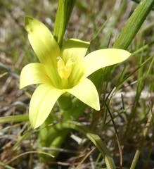 Romulea flava