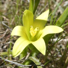 Romulea flava