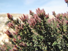Frankenia fruticosa