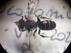 Lasioglossum leucozonium