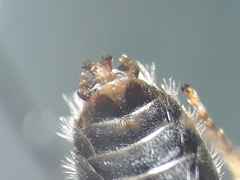 Lasioglossum leucozonium