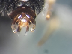 Lasioglossum leucozonium